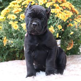 Light pink - Black female Cane Corso puppy in Caliente, California from Rafter Cross 7