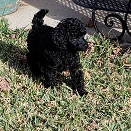 Poodle Puppies from Andmarc Poodles