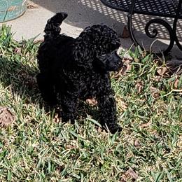 Poodle Puppies from Andmarc Poodles
