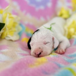 Boy 2 - Green Ribbon - White and black Dalmatian puppy in Hillsville, Virginia from Spot On Dalmatians