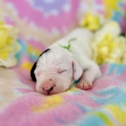 Boy 2 - Green Ribbon - White and black Dalmatian puppy in Hillsville, Virginia from Spot On Dalmatians