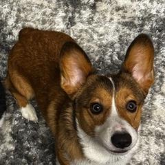 Pembroke Welsh Corgis from Shaw's Corgis