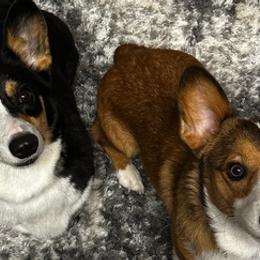 Pembroke Welsh Corgis from Shaw's Corgis