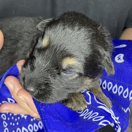 German Shepherd Puppies from Saylor Shepherds