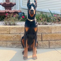 Doberman Pinscher Puppies from Eminent Dobermans