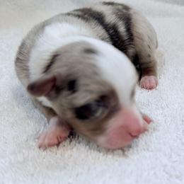 Miniature Australian Shepherd Puppies from Aussie Gems