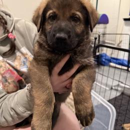 Boy 3 - Sable male German Shepherd puppy in Murrieta, California from Von Plateau