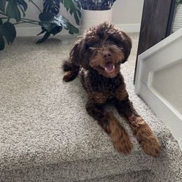 Whiksey - Golden Mountain Doodle