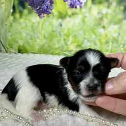 Abby 4300 - Black tan and white female Biewer Terrier puppy in Nicholls, Georgia from Southeast Biewers