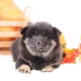 Nori - wooly black and tan girl - Black and tan female Shiba Inu puppy in Neosho, Missouri from Sunny Terrace Shibas