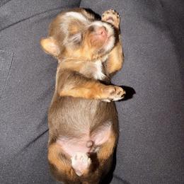 Dobby - Chocolate and tan male Yorkshire Terrier puppy in Walker, Louisiana from Precious Yorkies