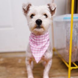 Maltese, Morkies, and Yorkshire Terriers from Little Paws Nursery