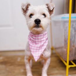 Maltese, Morkies, and Yorkshire Terriers from Little Paws Nursery