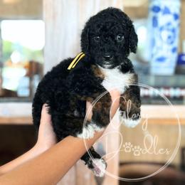 Asiago - Yellow - Tri-color male Bernedoodle puppy in Rockwall, Texas from Glory Doodles