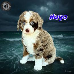 Hugo - Chocolate merle male Bernedoodle puppy in Banner Elk, North Carolina from Walnut Tree Bernedoodles