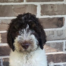 Hawthorn - Parti male Goldendoodle puppy in Pilot Point, Texas from K9 Sidekicks, LLC