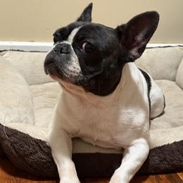 Nova - French Bulldog