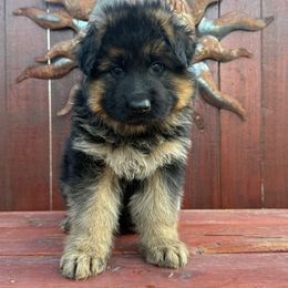 Girl 1 - Black and red female German Shepherd puppy in Quincy, Washington from Sir Puente German Shepherds