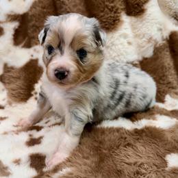 Coral collar - Blue merle female Aussiedoodle puppy in 32046, Florida from River Hill Ranch