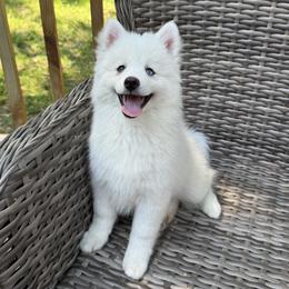 Lotus - White female Pomsky puppy in Winchendon, Massachusetts from Mountain View Pomskies
