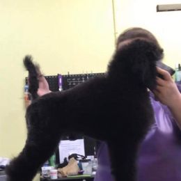 Poodle Puppies from Cedar Cove Standard Poodles
