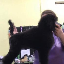 Poodle Puppies from Cedar Cove Standard Poodles
