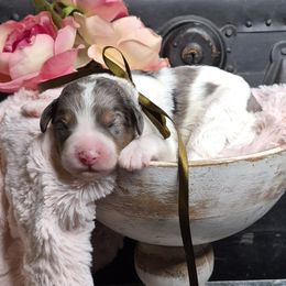 Cash - Merle male Springerdoodle puppy in Fargo, North Dakota from Dakota SpringerDoodles