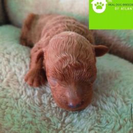 Majestic - Red  male Poodle puppy in Fairburn, Georgia from The Real Dog Breeders of Atlanta