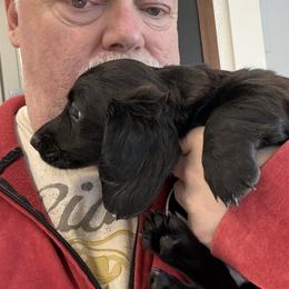 No me - Black male Dachshund puppy in Spokane, Washington from Dearhaven Doxie