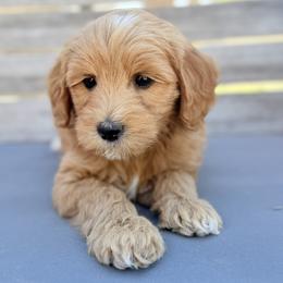 Cosmo (black collar) - Apricot male Goldendoodle puppy in Twin Falls, Idaho from Magic Valley Family Doodles