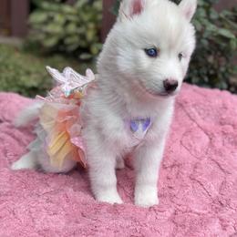 Pomsky and Siberian Husky Puppies from Hemlock Pines Pomsky