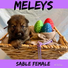 Meleys - Sable female German Shepherd puppy in Lewisburg, Kentucky from RED’s German Shepherds