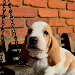 Odette - Lemon and white female Basset Hound puppy in Bellaire, Ohio from Blessed Bassets
