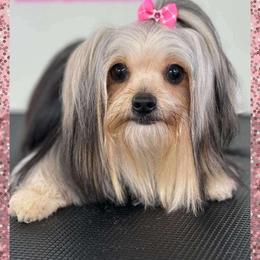 Zena - Morkie