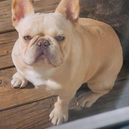 Barbie - French Bulldog