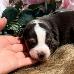 Blue - Blue merle male Miniature Australian Shepherd puppy in Chelsea, Oklahoma from Elite Puppies of Oklahoma, LLC