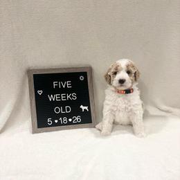 Bubbles - Yellow and white male Bernedoodle puppy in Sparrows Point, Maryland from Rosie’s Puppies