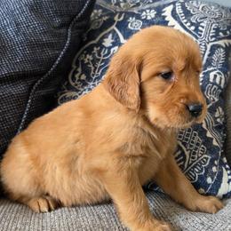 Dark purple - Dark golden female Golden Retriever puppy in Mt Solon, Virginia from Emma's Golden Puppers