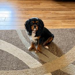 Lucy - Cavalier King Charles Spaniel