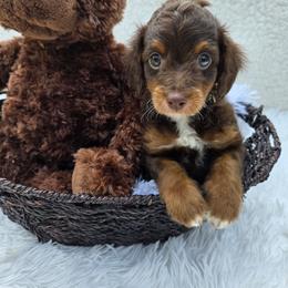 Aussiedoodle Puppies from The Cuddly Dood Ranch