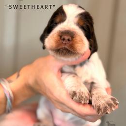Sweetheart - Tri-Roan female English Springer Spaniel puppy in Brownsville, Texas from South Texas Springers