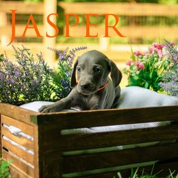 Jasper - Blue male Weimaraner puppy in Talking Rock, Georgia from North Georgia Weims