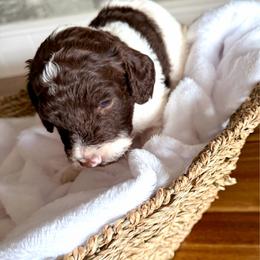 Chocolate Parti boy 5 - Chocolate male Double Doodle puppy in Yoakum, Texas from The Scott’s Dood Ranch