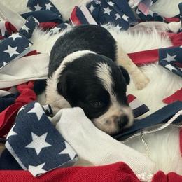 Jenna - Purple Girl - Parti female Miniature Schnauzer puppy in Oneonta, Alabama from Murphree Valley Kennels