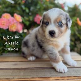 Van - Blue merle male Miniature Australian Shepherd puppy in Midway, Texas from L Bar W Aussie Ranch