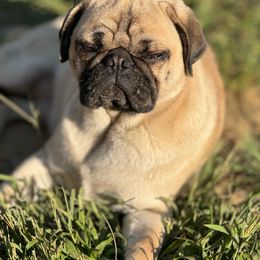 Hei Hei - Pug