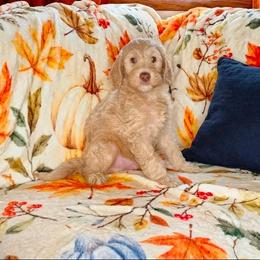 Casper - Fawn and white male Sheepadoodle puppy in Austin, Texas from Darling Doodles