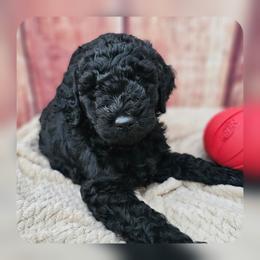 Bubbles - Black female Goldendoodle puppy in Harris County, Texas from Cute & Curly Doodles