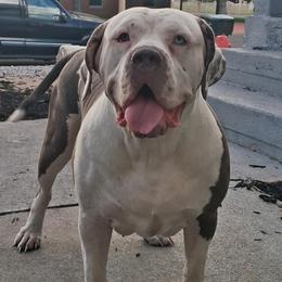 Isis - American Bully