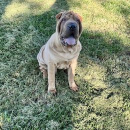 Boy 1 - Fawn Chinese Shar-Pei puppy in Basehor, Kansas from Good Fortune Shar Pei